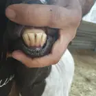 متبع بخروف_الطرف.