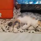 قطو شيرازي معه اربعه عيالها