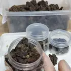 بروبليس او العكبر السعودي