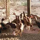 فروخ باكستاني ميوالي سنفور