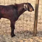 تيس فحل مصر الون ادهم سديس حار في الضراب ومشروط مالطيه