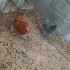 دجاج كوشون للبيع عله السوم