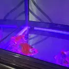 Selling fish tank with 4 fancy gold fish