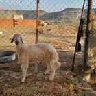 طلي حري للبيييع عمره حول 5شهور ونص