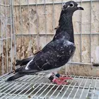 حمام زاجل ومشكل