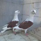 جوز زاجل مكتف او مكاتيف فاخر من الاخر