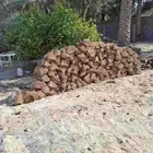 جذوع نخل للبيع