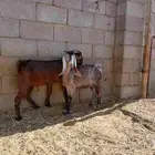 تيوس