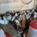 صوص بلدي مشكل