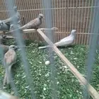 يمام ماسي اورنج