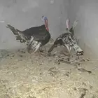 دجاج رومي