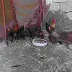 عربي اصيل