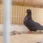 أنثى قطيفي