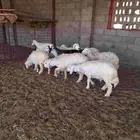 بهم حري خرفان