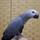 توكلنا على الله وعلى بركة الله النوع   فرخ كاسكو انتاج الب