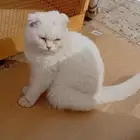 قط صغير سكوتش كيوت أليف متعود علي الليتر بوكس أليف جدا