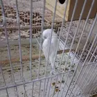 عصفور أليف و صوت