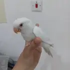 طقطق روز تربيه