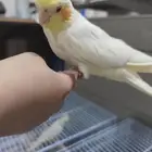 زوجين كوكتيل لأعلى سعر