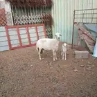 ضان للبيع التواصل عن طريق الواتس