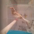 انثى كناري سوري (تم البيع)