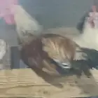 ديوك ماشاءالله تبارك الله شحم ولحم محصنه