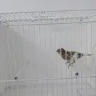 أنثى كناري جاهزه ( تم البيع )