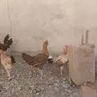 دجاج بلدي بياض