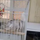 كوران هولندي ذكر وأنثى لاانثي اليفه وذكرخواف بس مايعضون