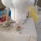 متخصصون في جميع اعمال المجسمات النحتية فايبر جلاس مدعم وفلين