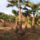 نخل زينه وشطني نخل زينه امربكي نخيل زينه