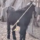 تيس فحل عارضي ثني صنف الصنف جرم ومد وتوم 3