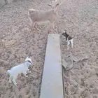 عنز جنوبية وعيالها مهجنات من قزمي