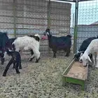 معزا مواليد العدد 3 تحته 3