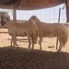 حريات مقاني للبيع