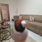 قولدن فنيش