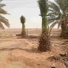تمر اخلاص طيب الموقع القرنه مزرعت ابو محمد جنب أمن اطرق