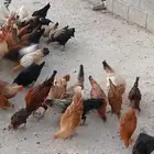 أعرض لكم دجاج بلدي عمر 5 شهور وتحت