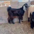 تيس طيب