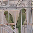 زوج درة للبيع بسعر طيب