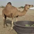 خمس ملاقي حمر دهم