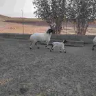 نعيمية ثنيه متبع للبيع