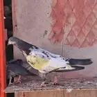 حمام باكستاني فاخر للببع بسعار رمزيه سبب البيع تخفيف