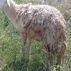 ضان للبيع