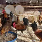 دجاج بلدي وفيومي فواتح فيهم ترثه