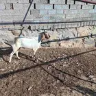 تيس فحل سنه رباع للبيع صحتها طيبه