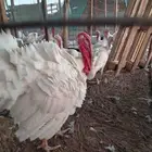 دجاج رومي للبيع