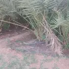 يوجد لدينا جميع انواع النخيل المثمرة وزينه ا