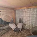 حمام للبيع في الزلفي