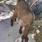 جفره للبيع